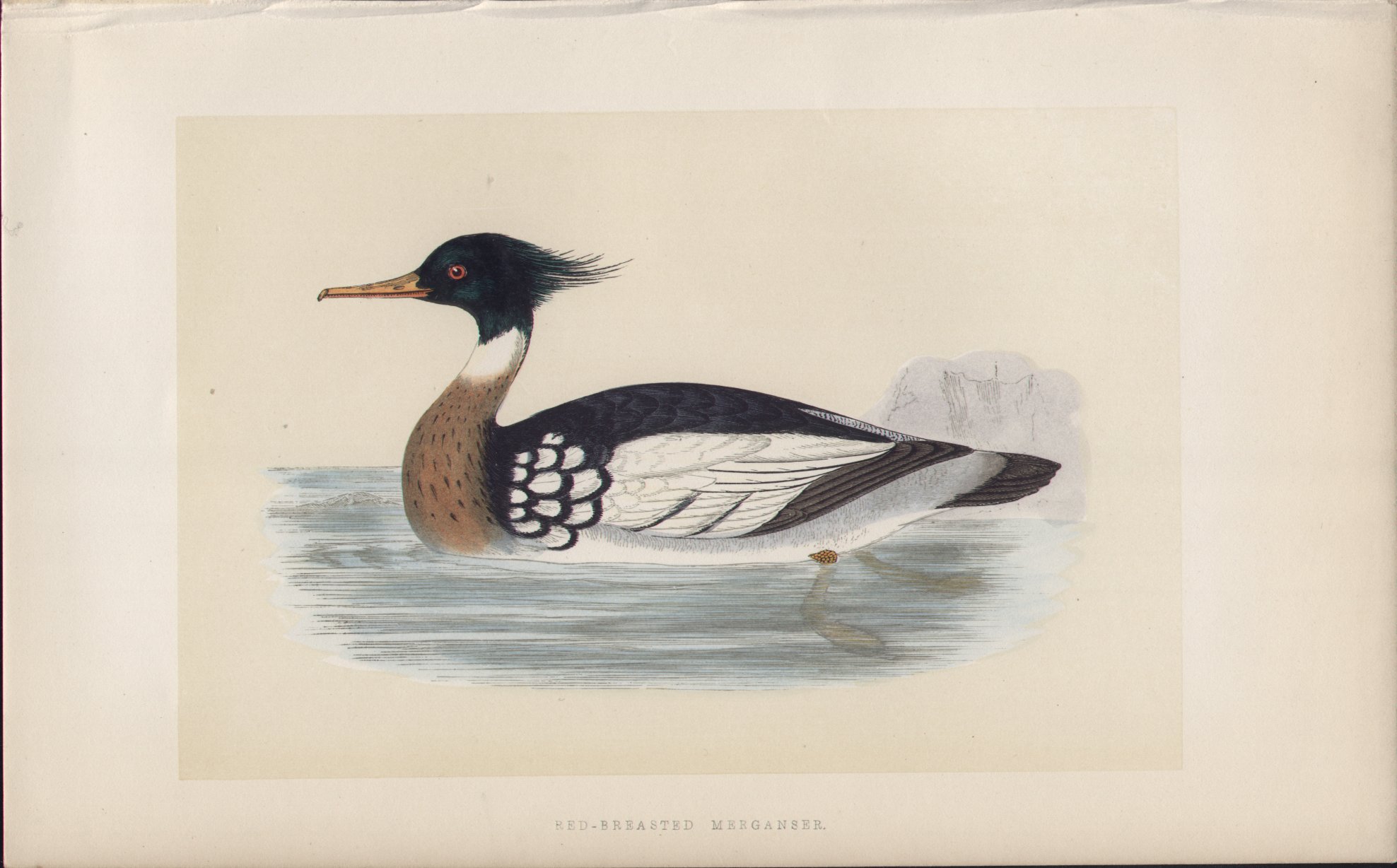 Wood - Red-breasted Merganser - Fawcett